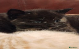 Mixed Breed cats for sale: Beautiful Kittens  - Image 32