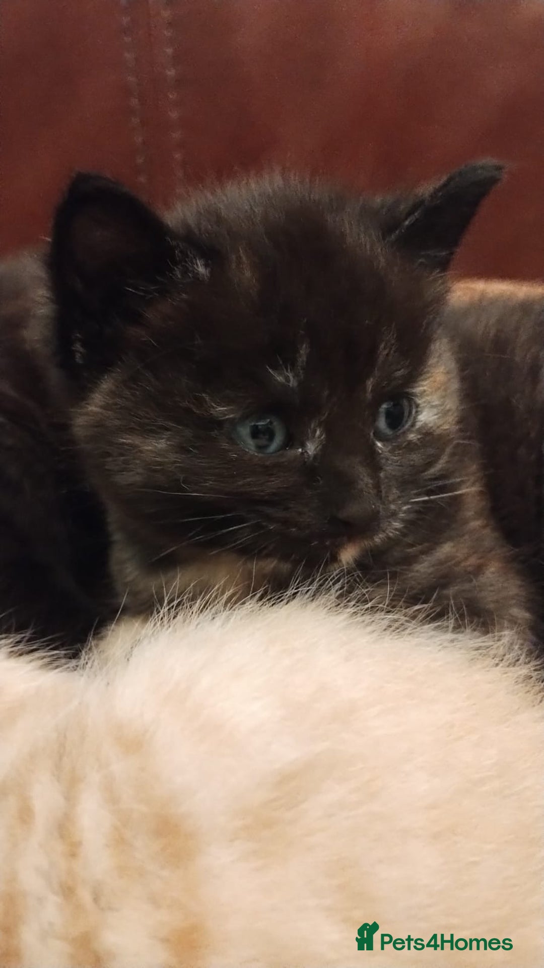 Mixed Breed cats for sale: Beautiful Kittens  - Image 32