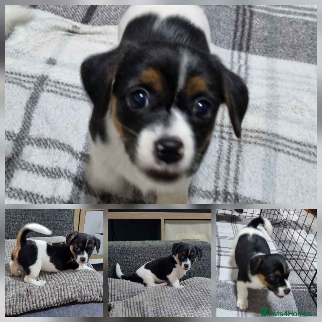 Jack Russell dogs for sale: Jack Russell Pups (ready 24th July) - Image 7