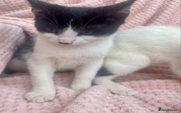 Mixed Breed cats for sale: Adorable bicolour kittens for sale - Image 4