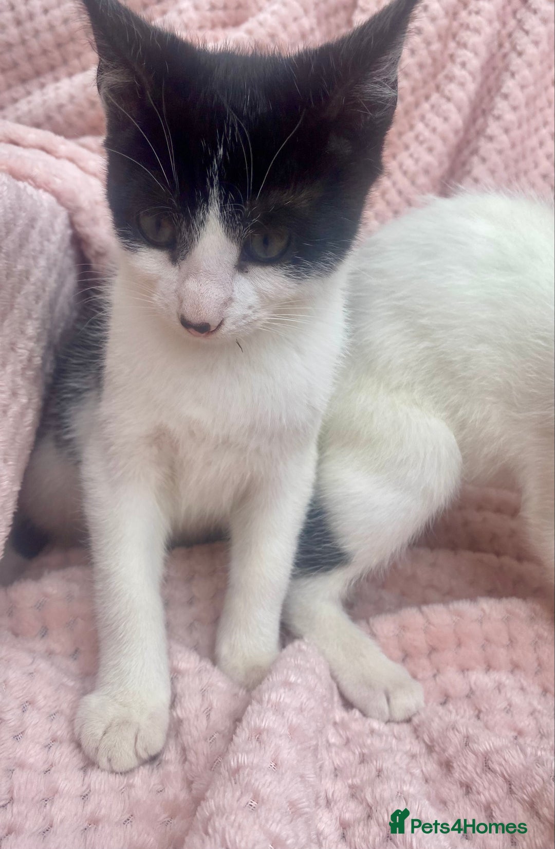 Mixed Breed cats for sale: Adorable bicolour kittens for sale - Image 4