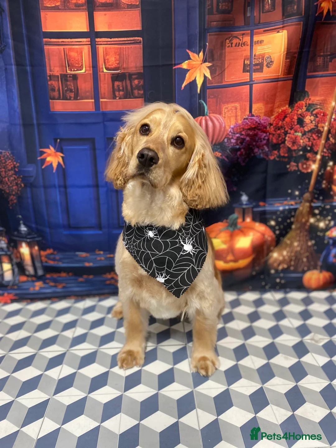 Cocker Spaniel dogs for stud: Full KC registered cocker spaniel for stud - Advert 1