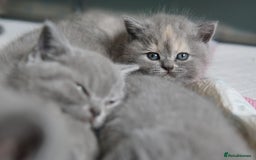 British Shorthair cats for sale: British Shorthair Kittens – GCCF Registered - Image 2