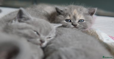 British Shorthair cats - Advert 2