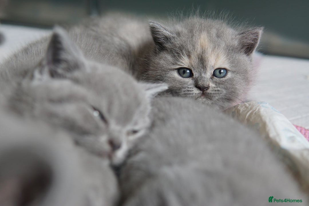 British Shorthair cats for sale: British Shorthair Kittens – GCCF Registered - Image 2
