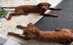 Goldendoodle dogs for sale: Top Quality Goldendoodle x Australian labradoodle  in Brough - Image 12