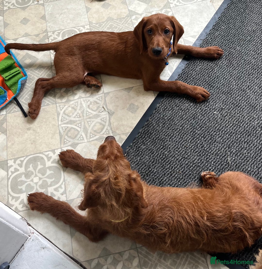 Goldendoodle dogs for sale: Top Quality Goldendoodle x Australian labradoodle  in Brough - Image 12
