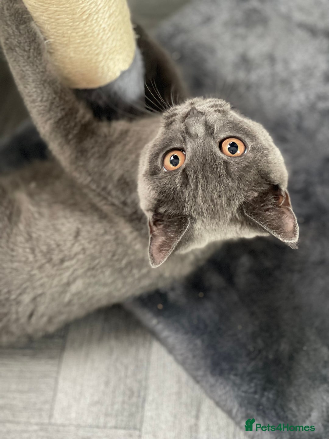 British Shorthair cats for sale: British shorthair female kitten❤️ - Image 3
