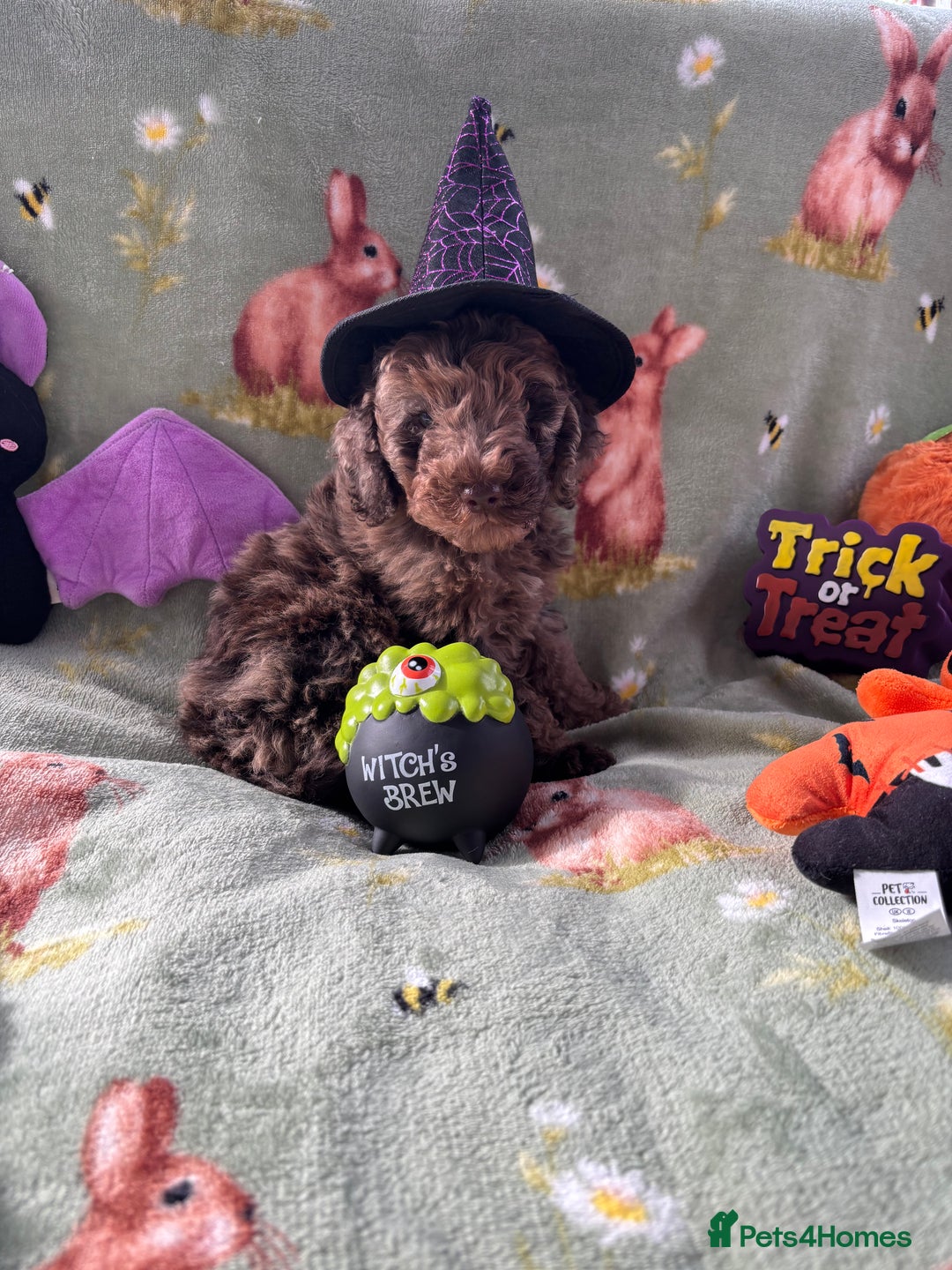 Cockapoo dogs for sale: PRA clear F1b Cockapoo puppies  - Image 35