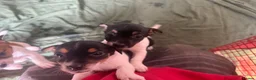 Jack Russell dogs for sale: Jack Russell puppies ready now small short legged - Advert 7