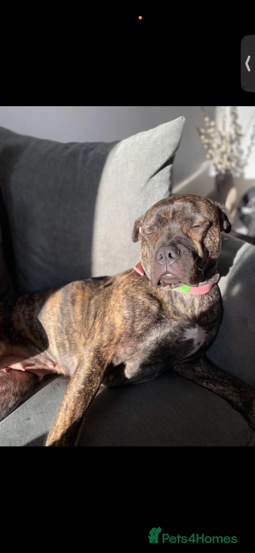 Mixed Breed dogs for sale: CLEO. in Dudley - Advert 2