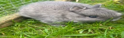 Netherland Dwarf rabbits for sale: Beautiful friendly Netherland Dwarf baby bunnies  - Advert 6