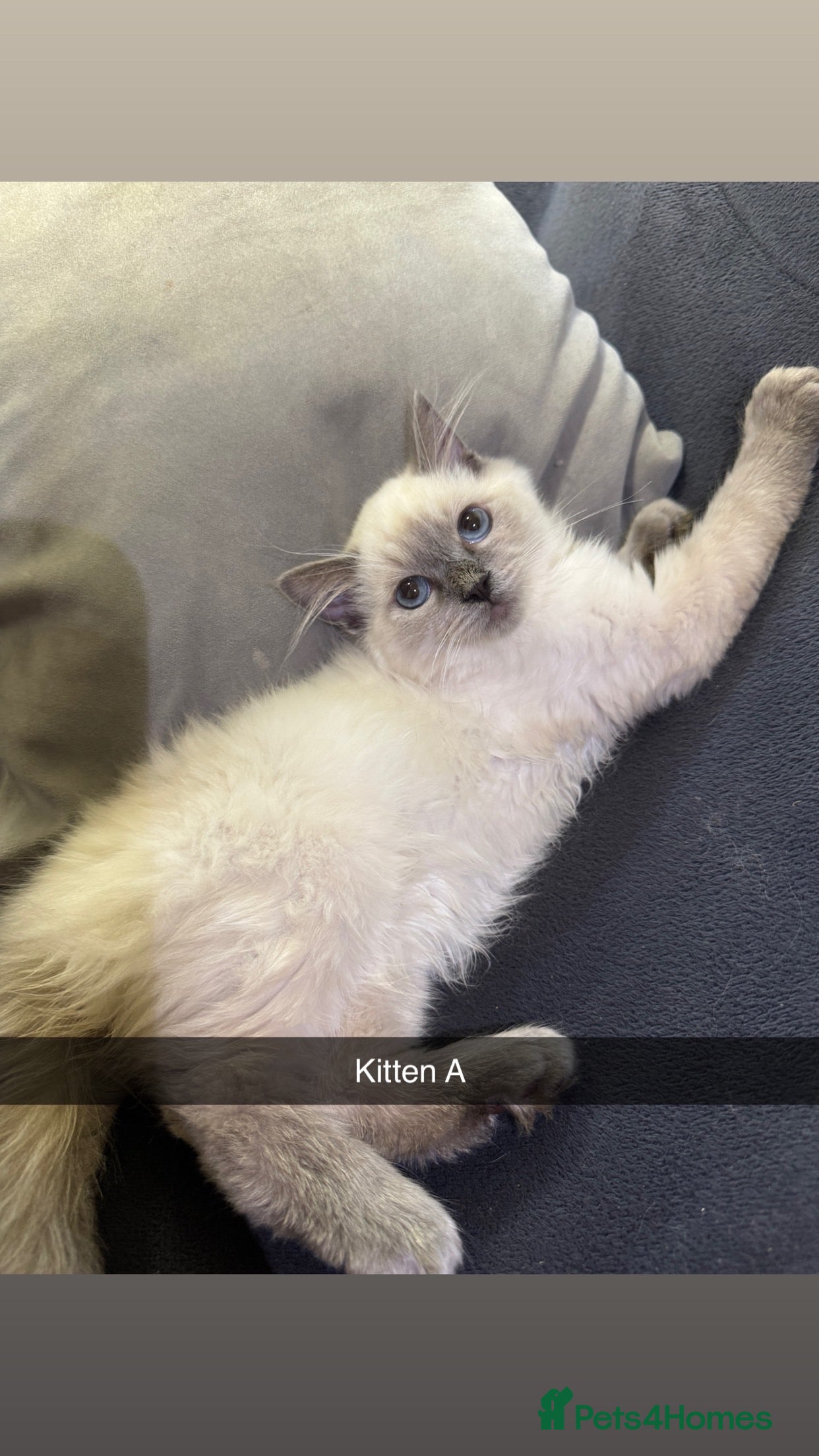 Ragdoll cats Bluepoint ragdolls  - Advert 16