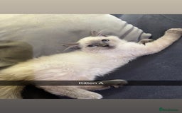 Ragdoll cats for sale: Bluepoint ragdolls  - Image 1