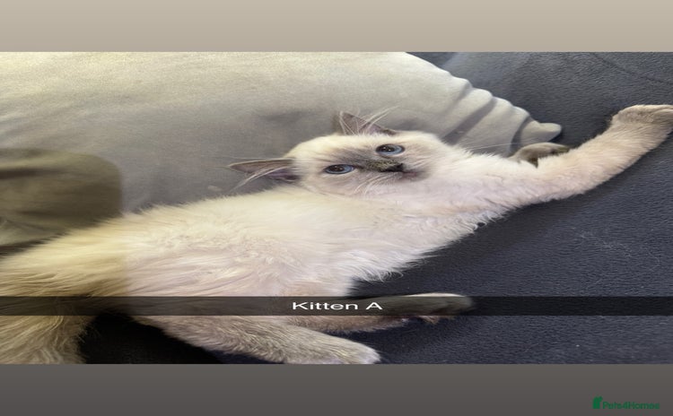 Ragdoll cats - Advert 7