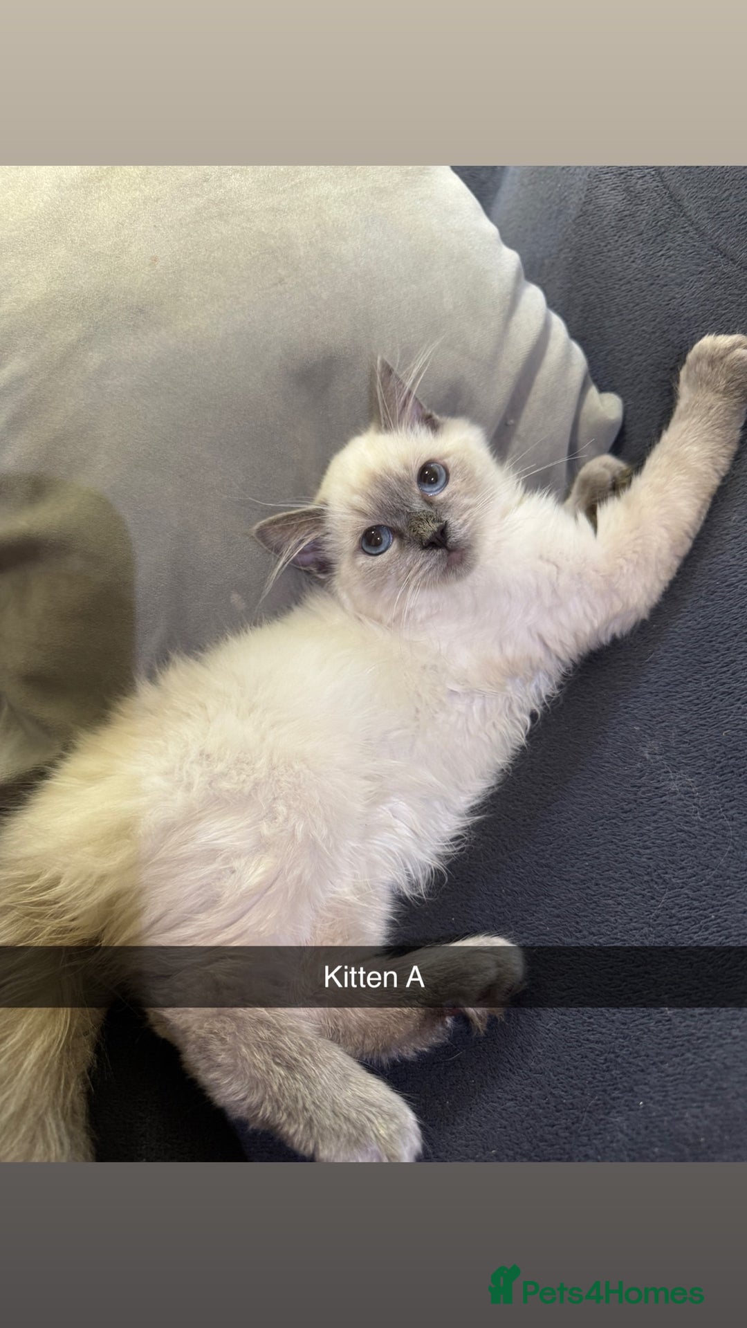 Ragdoll cats for sale: Bluepoint ragdolls  - Image 1