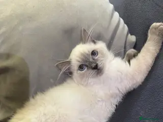 Ragdoll cats Bluepoint ragdolls - Advert 16