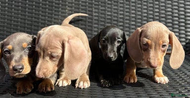 Dachshund dogs - Advert 10