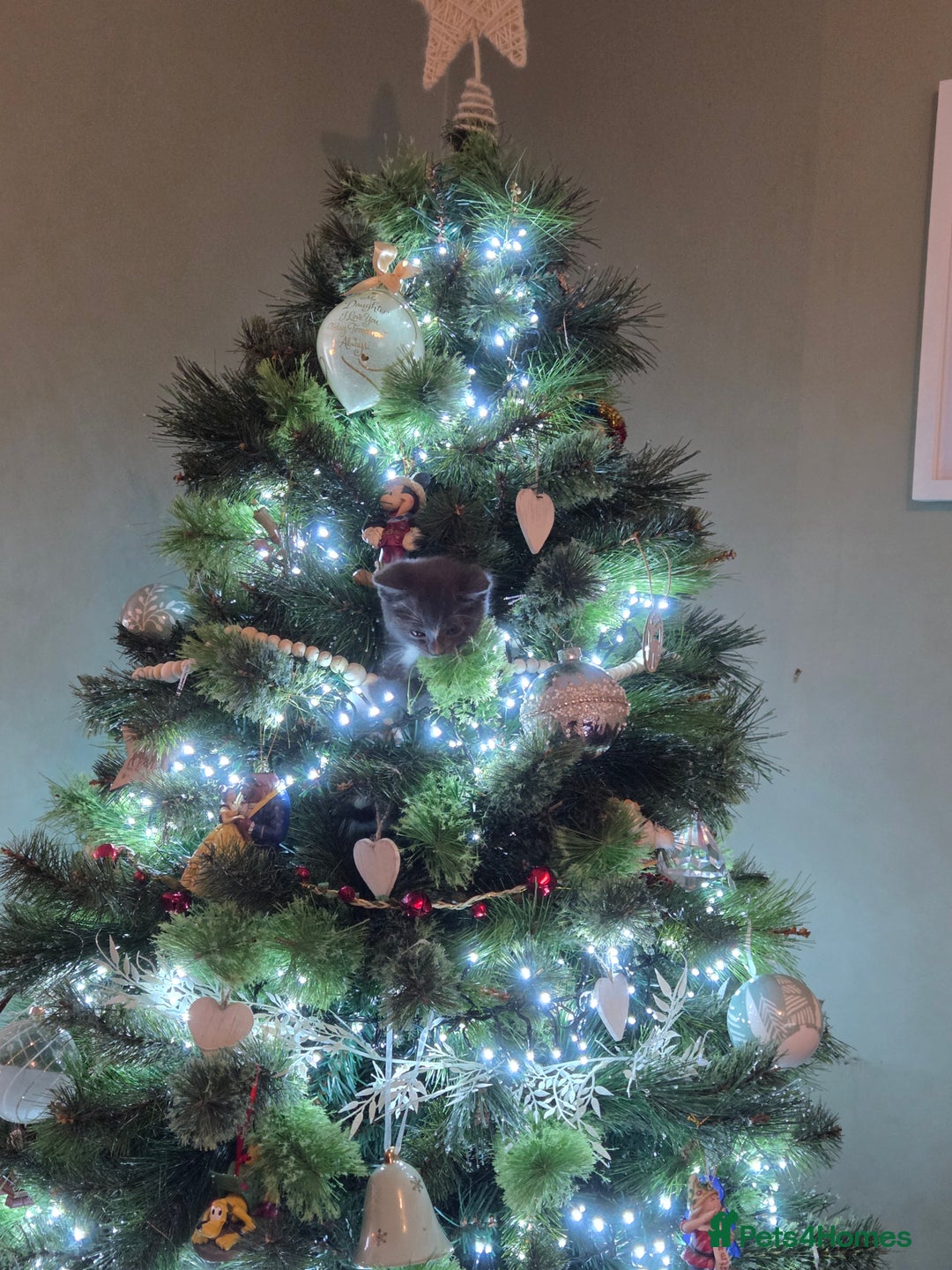 Mixed Breed cats for sale:  **  Beautiful  **  Kittens  **  - Advert 18