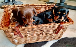 Miniature Dachshund dogs for sale: REDUCED. KC:reg Two Boys Smooth  - Image 3