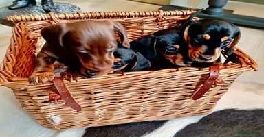 Miniature Dachshund dogs - Advert 13