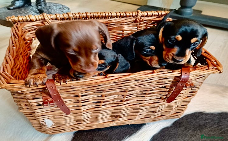 Miniature Dachshund dogs - Advert 7
