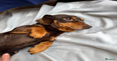 Dachshund dogs - Advert 4