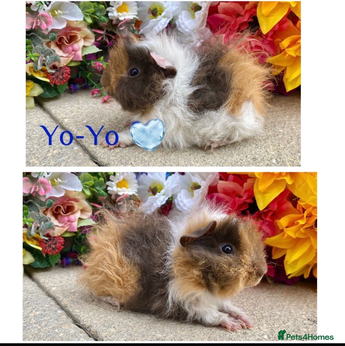 Guinea Pig rodents Pedigree Lunkarya/smooth Guinea pigs ready now  - Advert 2