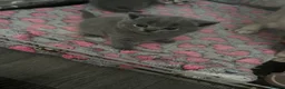 British Shorthair cats for sale: British shorthair  - Advert 6