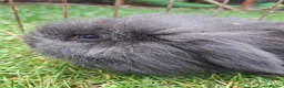 Mini Lion Lop rabbits for sale: Beautiful  baby  rabbits   - Advert 9