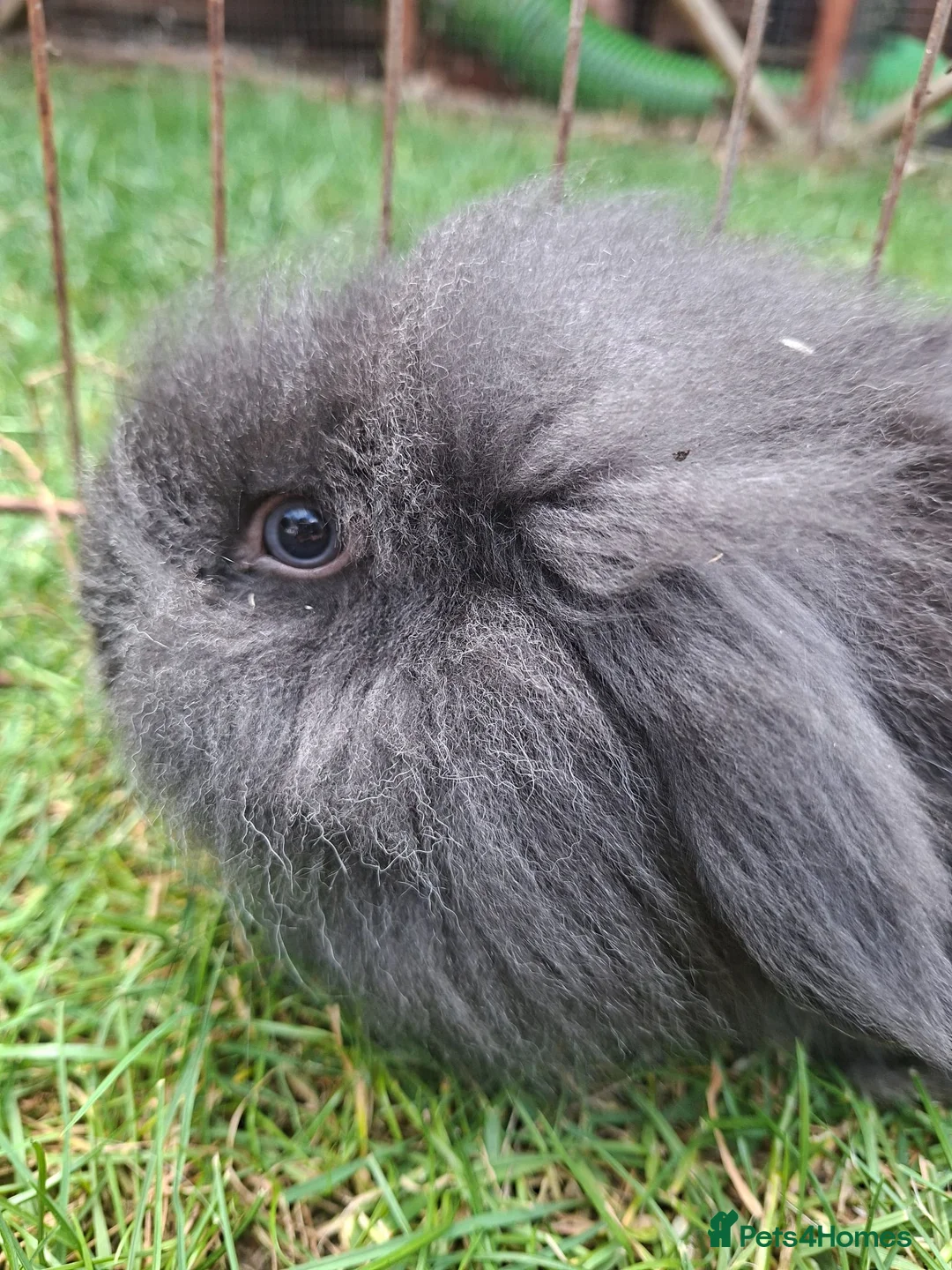 Mini Lion Lop rabbits for sale: Beautiful  baby  rabbits   - Advert 9