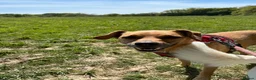 Mixed Breed dogs for sale: Peanut  - Advert 3