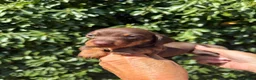Miniature Dachshund dogs for sale: BEAUTIFUL K.C REGISTERED MINIATURE DACHSHUNDS  - Advert 10