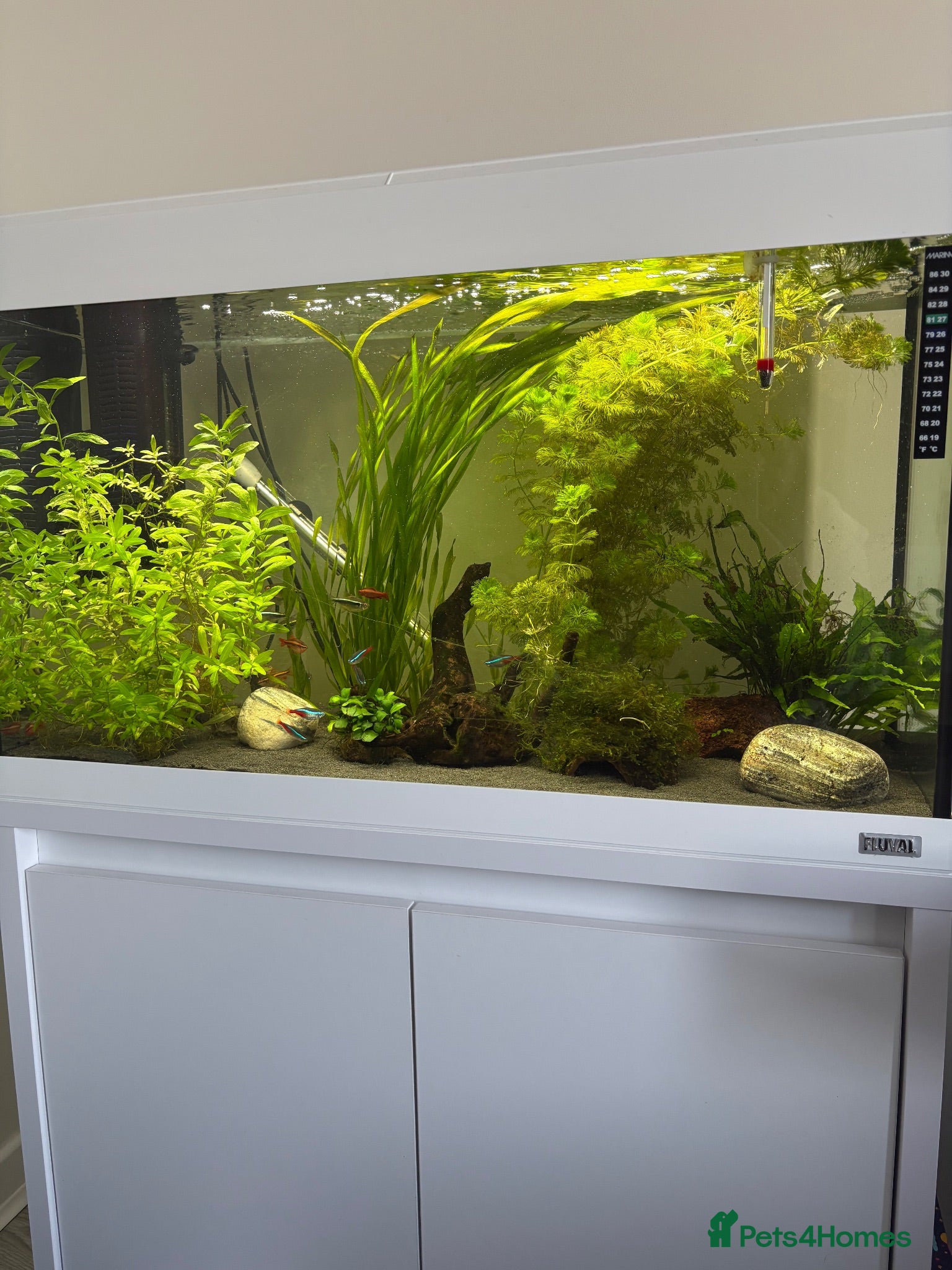 Barbs fish Tropical setup - Advert 1
