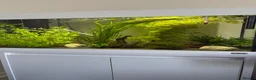 Barbs fish for sale: Tropical setup in Nottingham - Advert 1