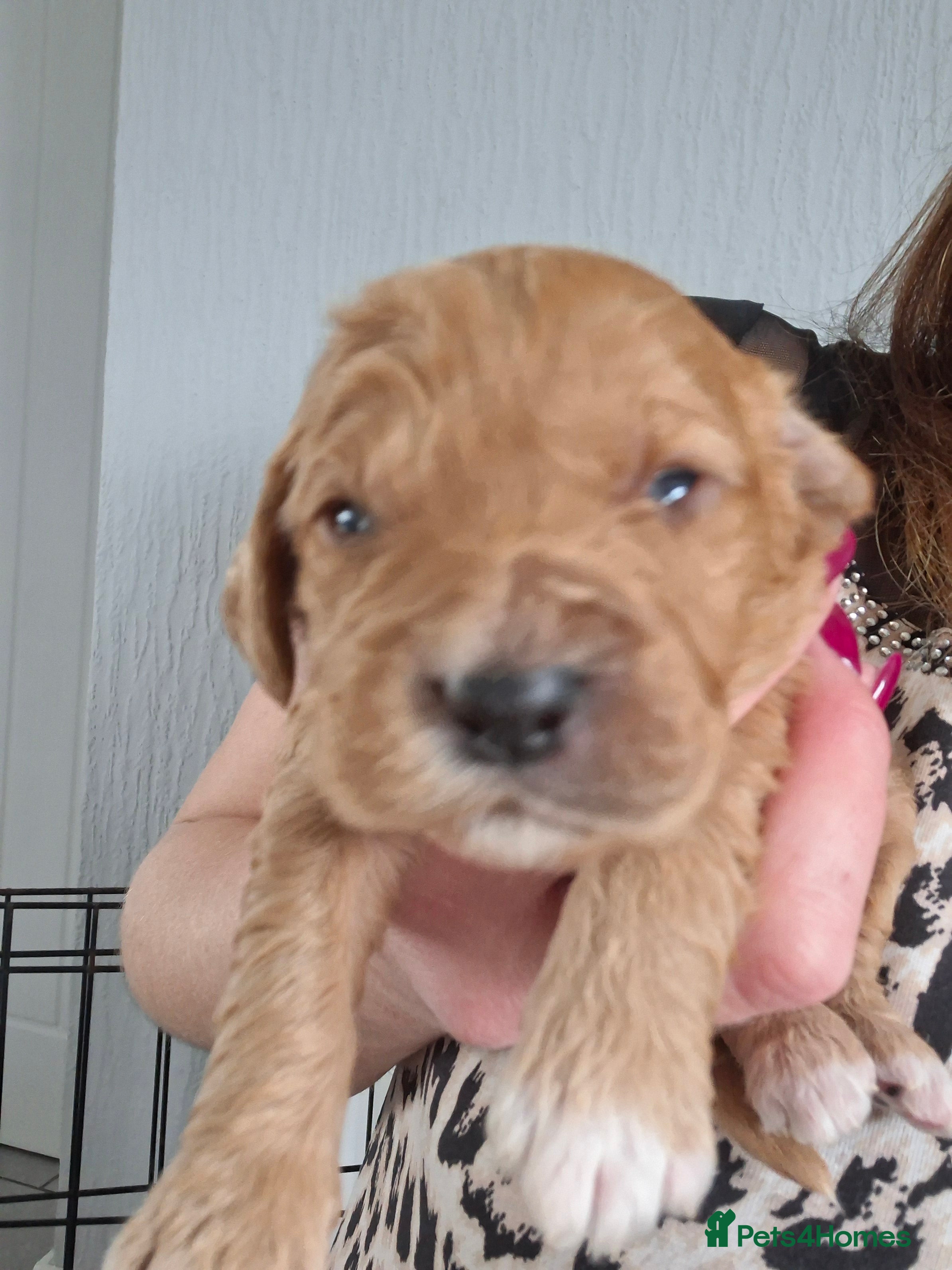 Cockapoo dogs F1 cockapoo puppies - Advert 2