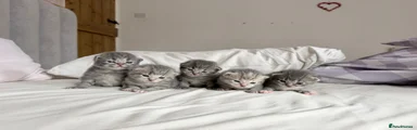 Scottish Fold 5
