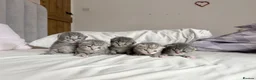 Scottish Fold cats for sale: Beautiful Scottish fold kittens  in Peterborough - Advert 6