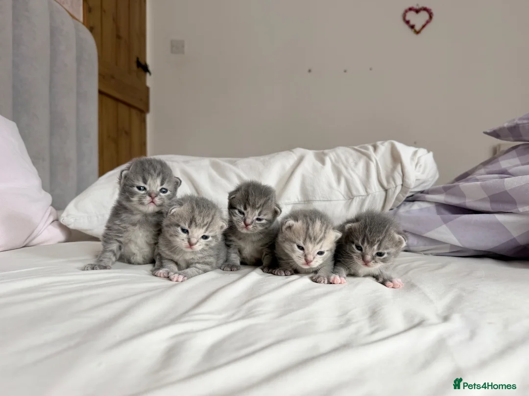 Scottish Fold cats for sale: Beautiful Scottish fold kittens  in Peterborough - Advert 6