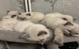 Ragdoll cats for sale: AMAZING QUALITY PEDIGREE HCM/PKD CLEAR KITTENS  - Image 19