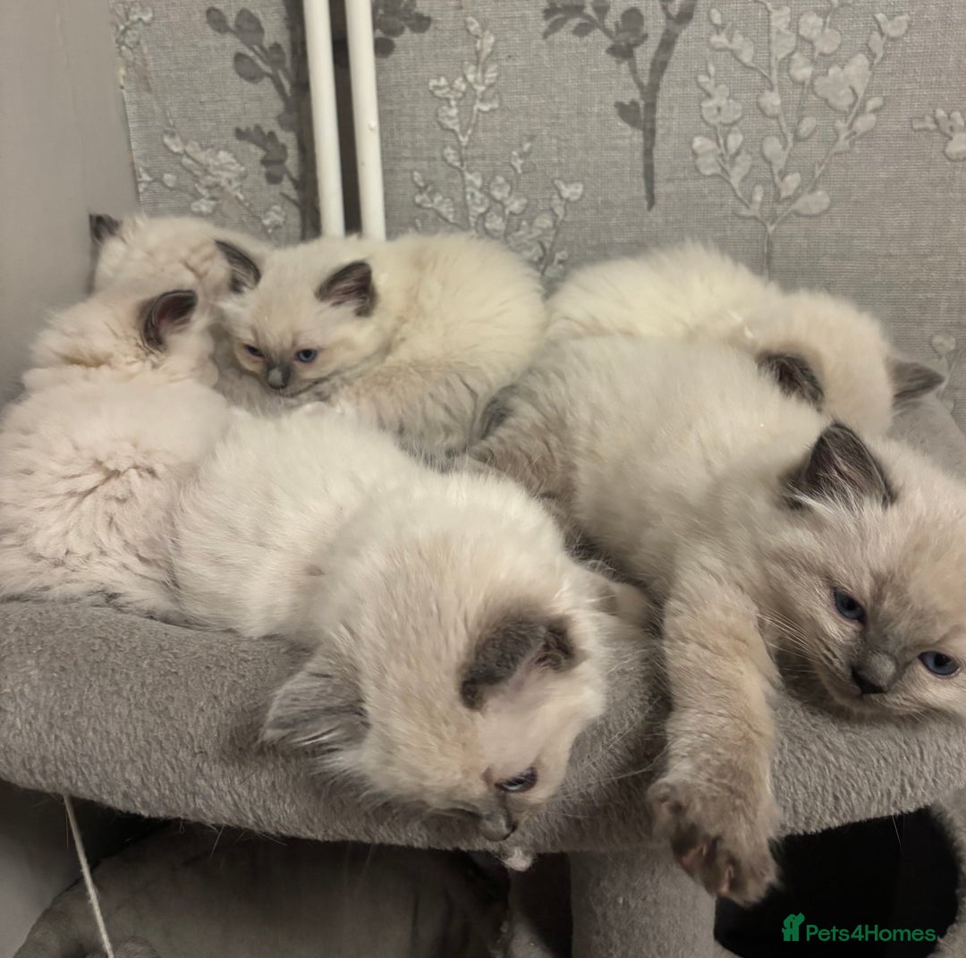 Ragdoll cats for sale: AMAZING QUALITY PEDIGREE HCM/PKD CLEAR KITTENS  - Image 19