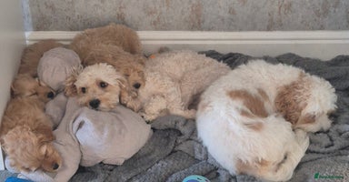 Cavapoochon dogs - Advert 5