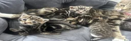 Mixed Breed cats for sale: Mixed tabby and bengal kittens  in Tamworth - Advert 8