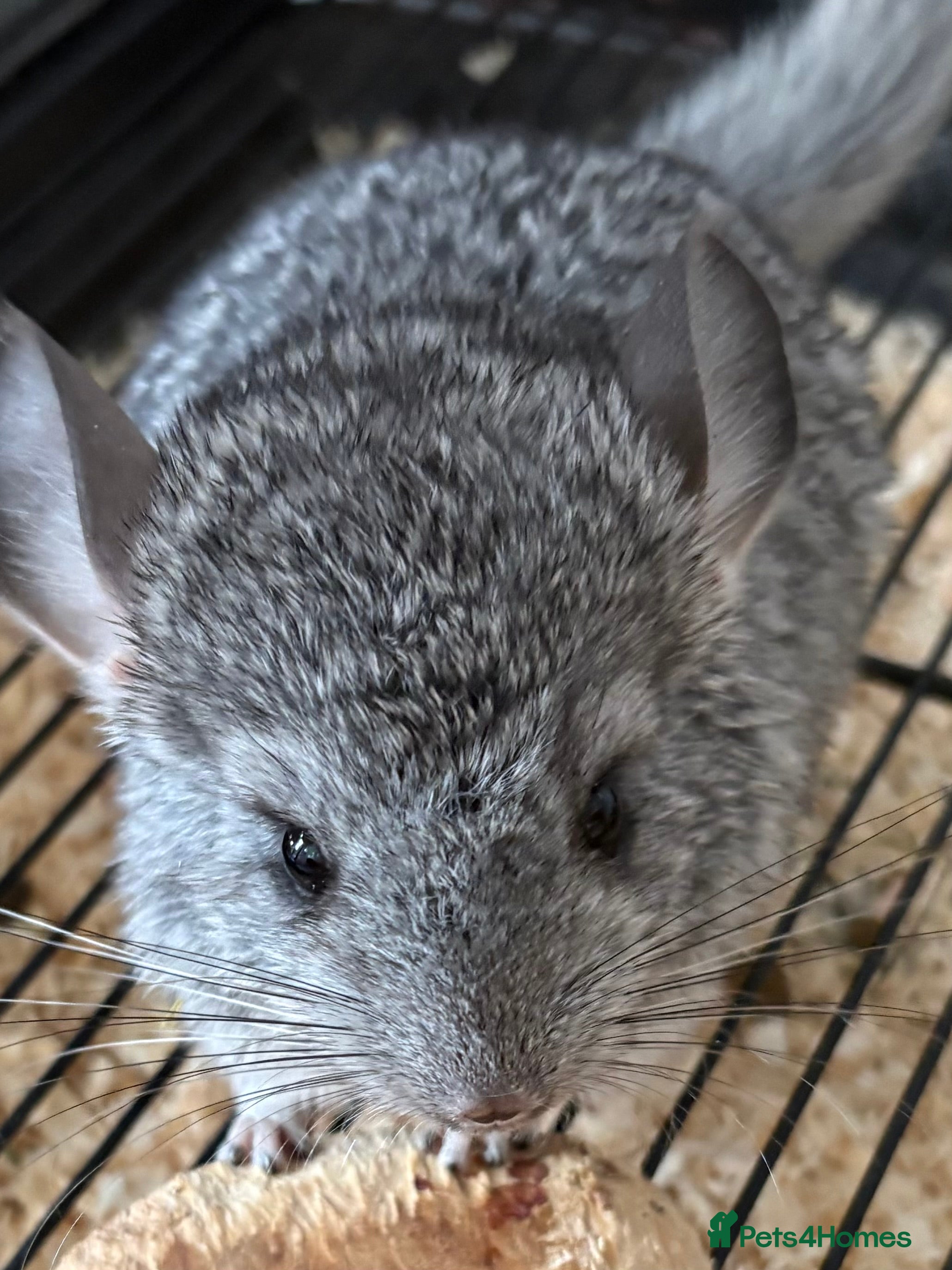 Chinchilla rodents Chinchilla kits  - Advert 2