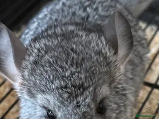 Chinchilla rodents Chinchilla kits - Advert 2