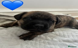 Mixed Breed dogs for sale: Beautiful Presa Mix Pups  - Image 6