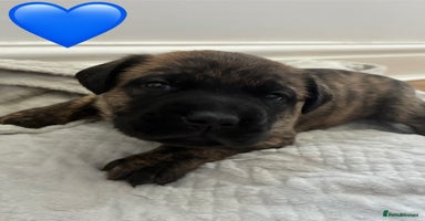 Mixed Breed dogs - Advert 6