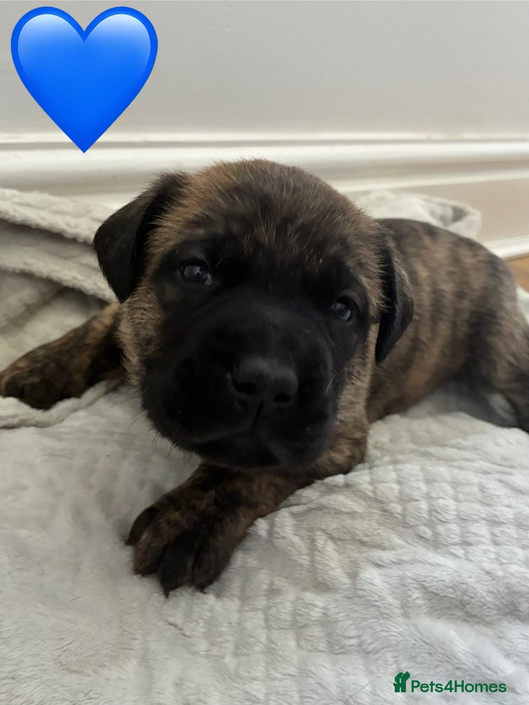 Mixed Breed dogs for sale: Beautiful Presa Mix Pups  - Image 6
