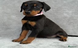 Dobermann dogs for sale: Kc Reg.European Blood lines Doberman Puppies - Image 27