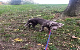 Labrador Retriever dogs for sale: Male labrador  - Image 2